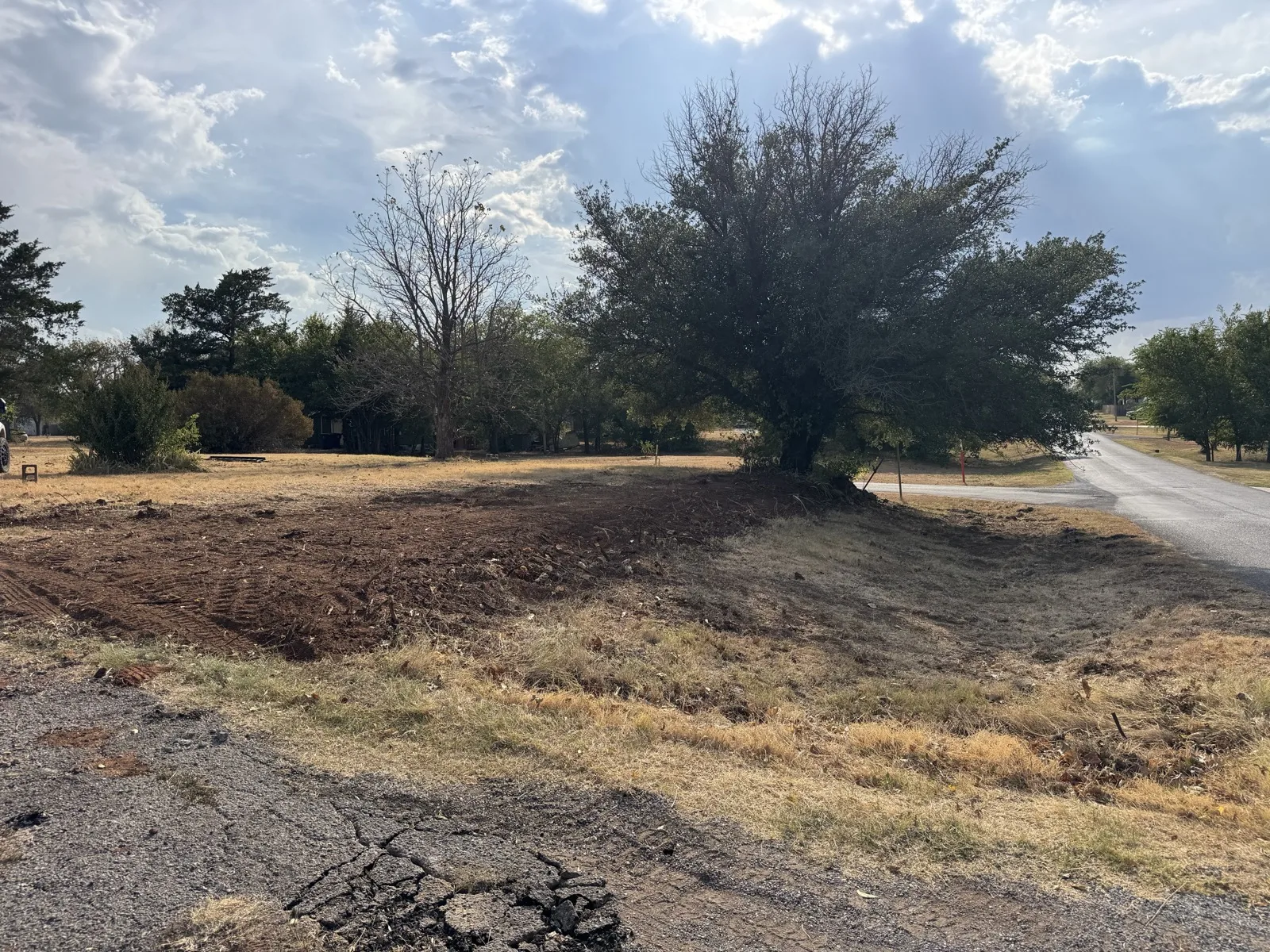 After: same lot with the brush and small trees pulled out, ground opened up, the big tree kept
