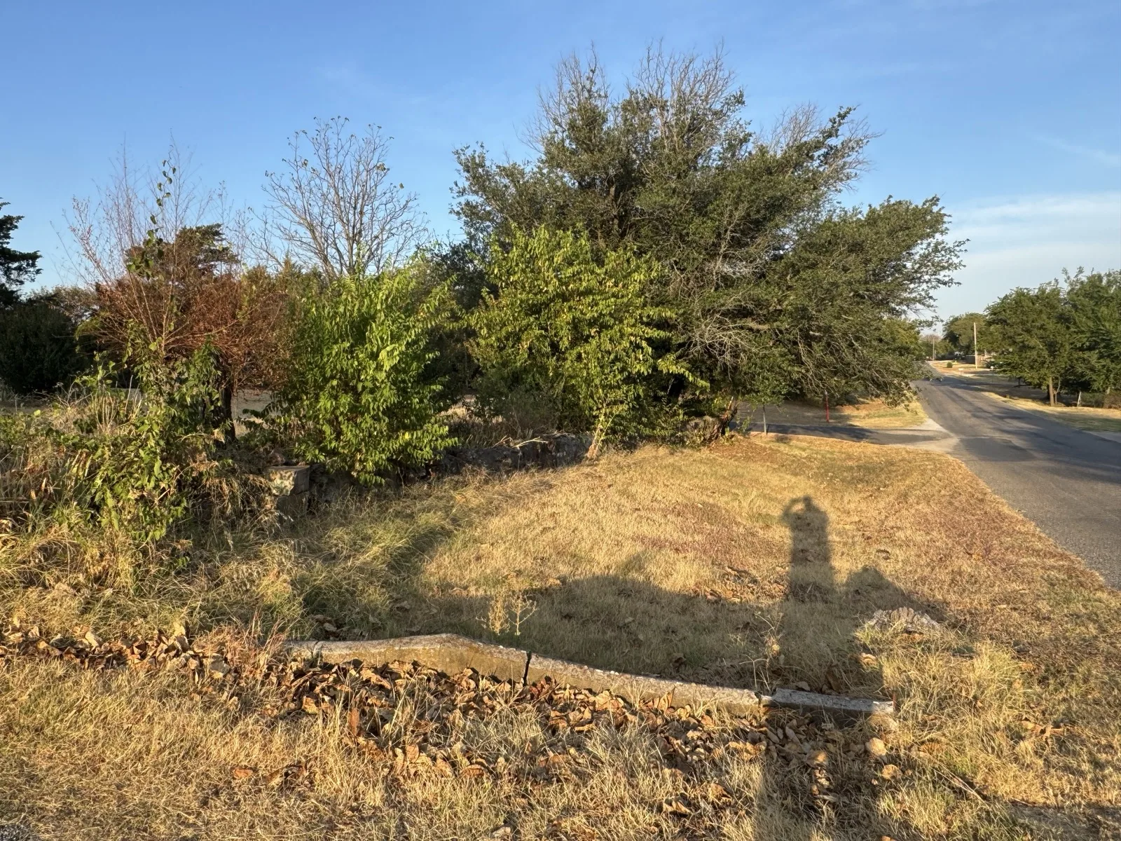 Before: overgrown roadside lot, thick brush and small trees crowding the street